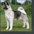 /album/fotky-plemien/americky-akita-jpg/